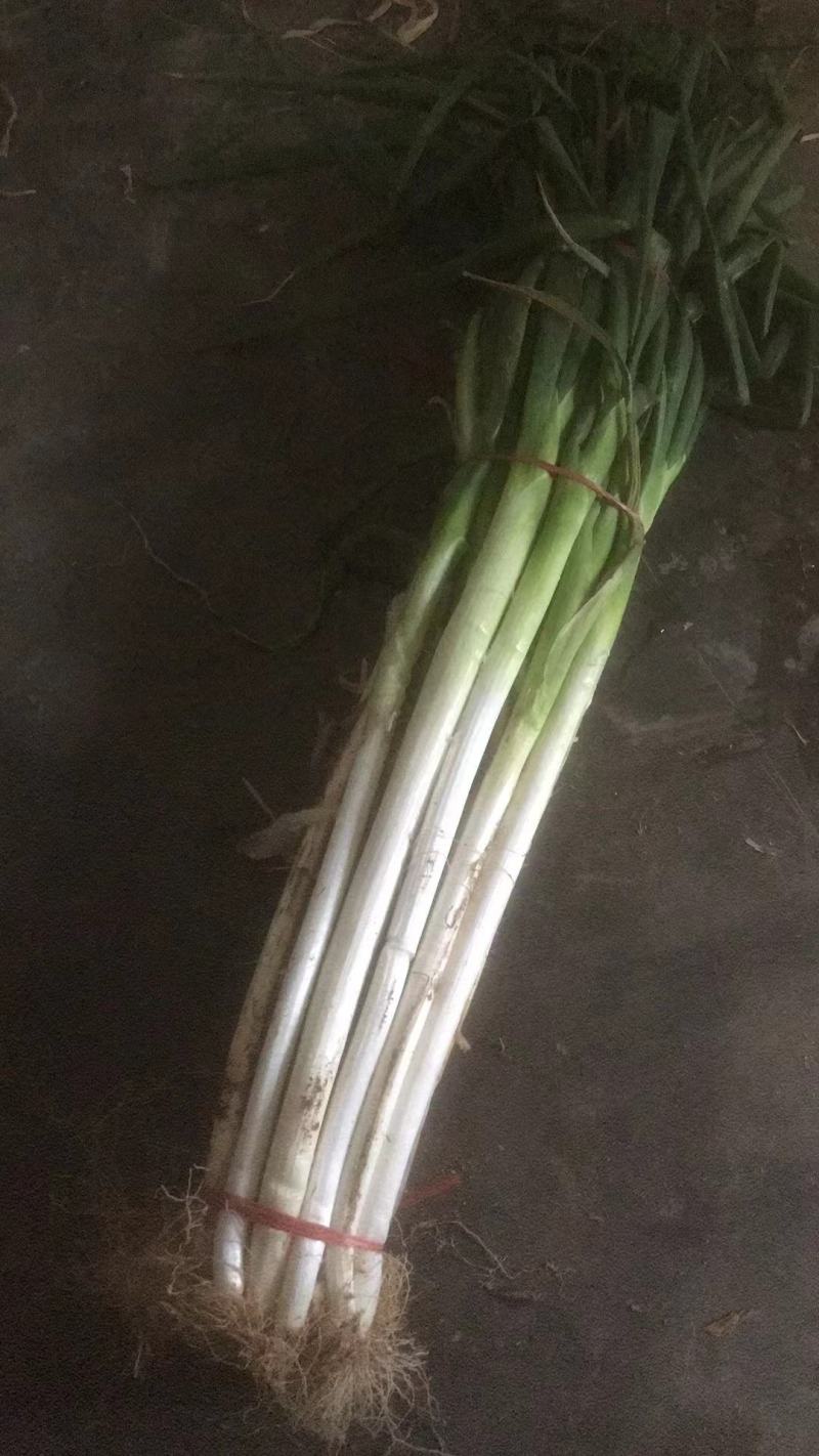 陕西省渭南市合阳县长白大葱，