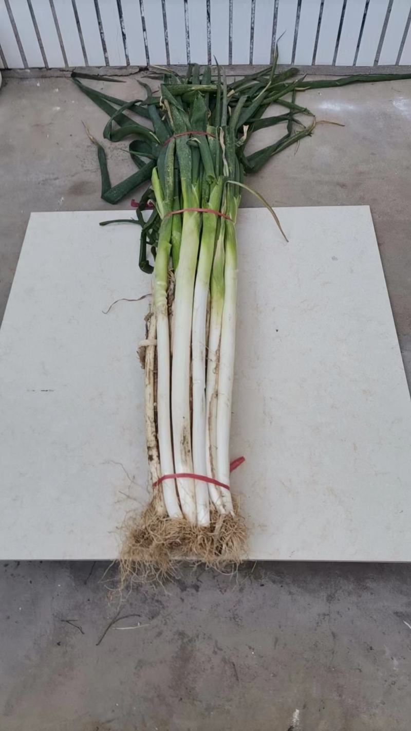 陕西省渭南市合阳县长白大葱，
