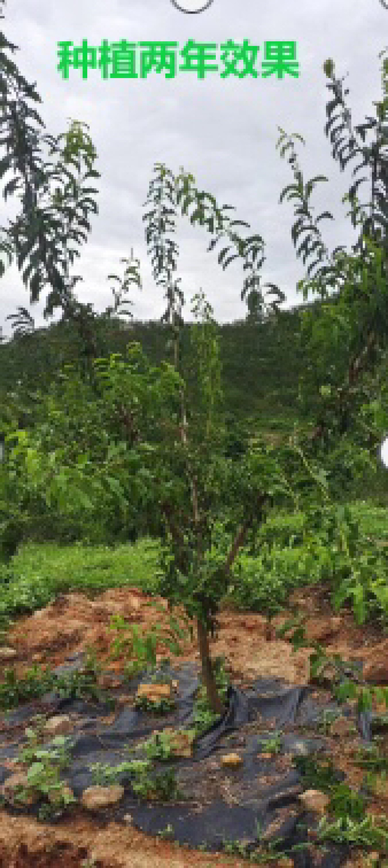 蜂糖李苗贵州蜂糖李苗根系发达成活率高可零售批发全国发货
