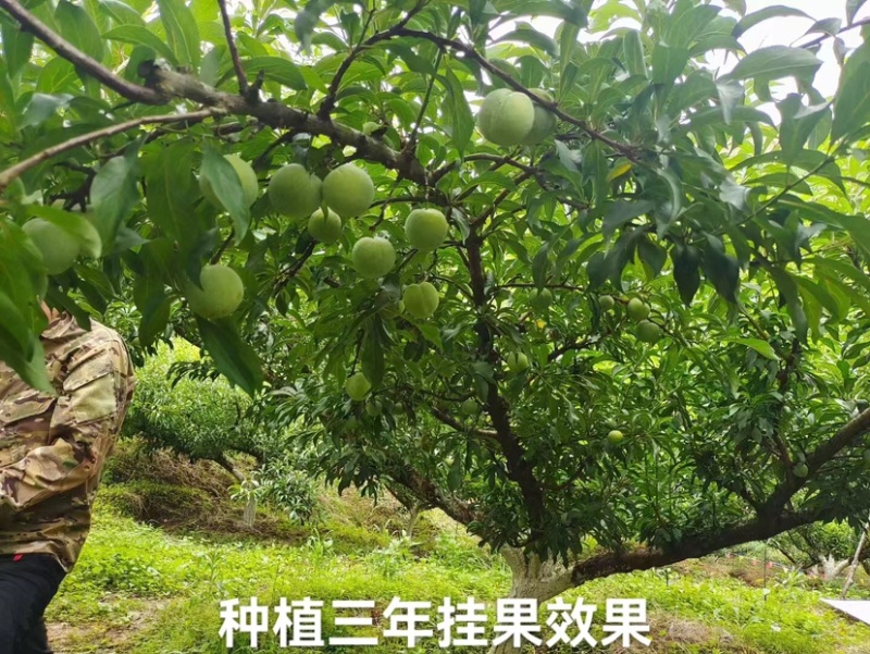 蜂糖李苗贵州蜂糖李苗根系发达成活率高可零售批发全国发货