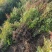 [推荐]江苏常州南天竹种苗基地种植可实地考察