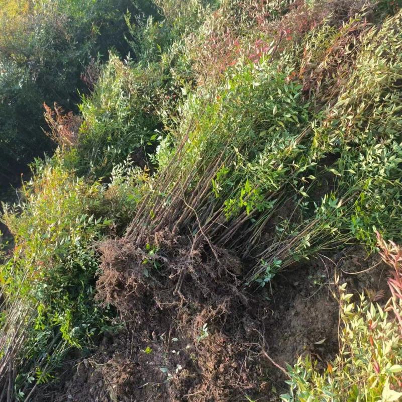 [推荐]江苏常州南天竹种苗基地种植可实地考察