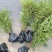 [推荐]江苏常州南天竹种苗基地种植可实地考察