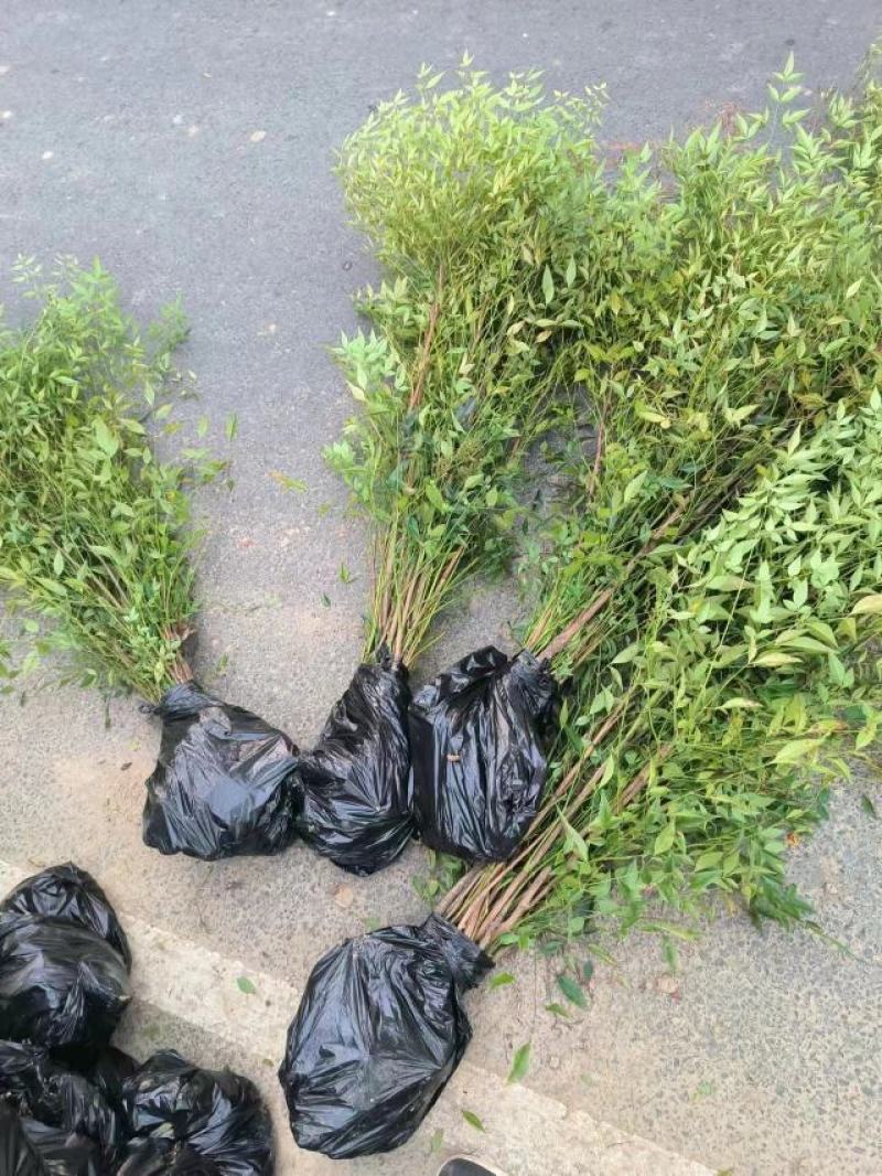 [推荐]江苏常州南天竹种苗基地种植可实地考察