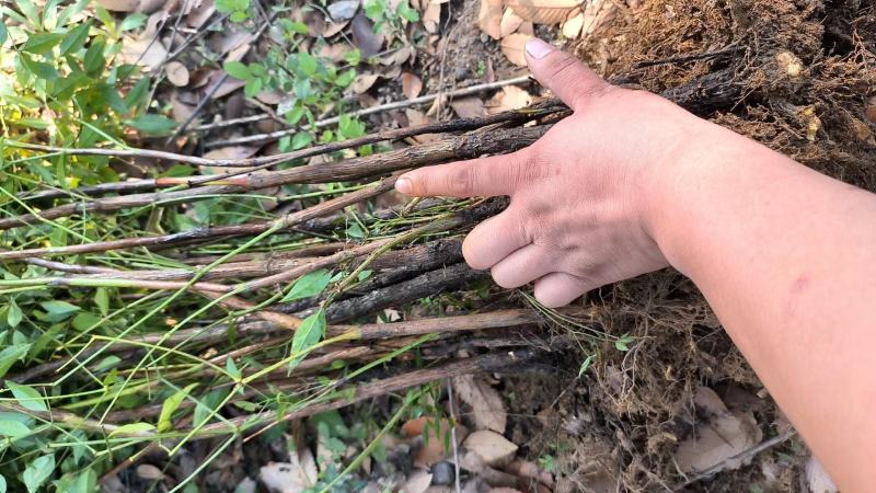[推荐]江苏常州南天竹种苗基地种植可实地考察