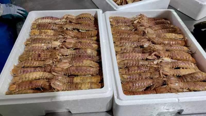 活煮硬壳满肉皮皮虾、膏虾