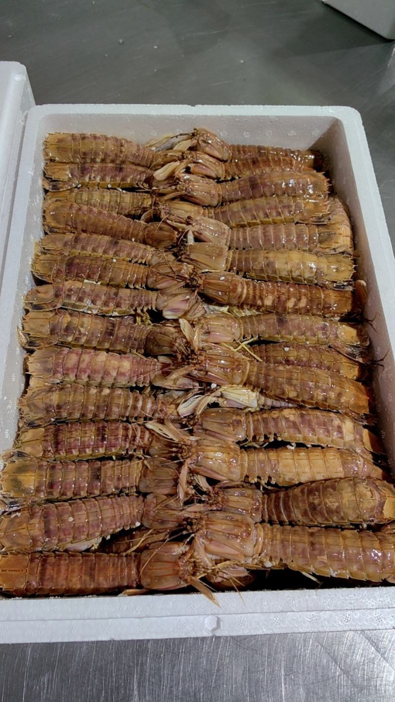 活煮硬壳满肉皮皮虾、膏虾