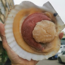 原浆虾夷贝