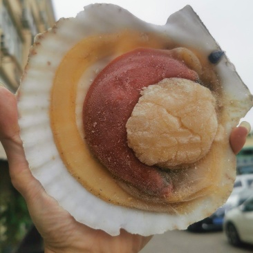原浆虾夷贝