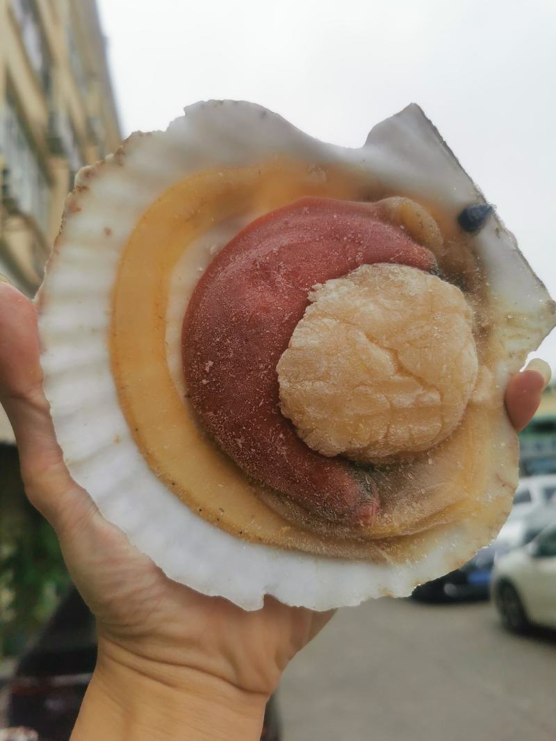原浆虾夷贝