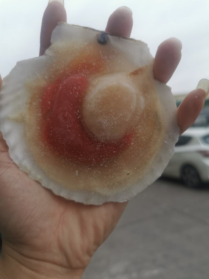 原浆虾夷贝
