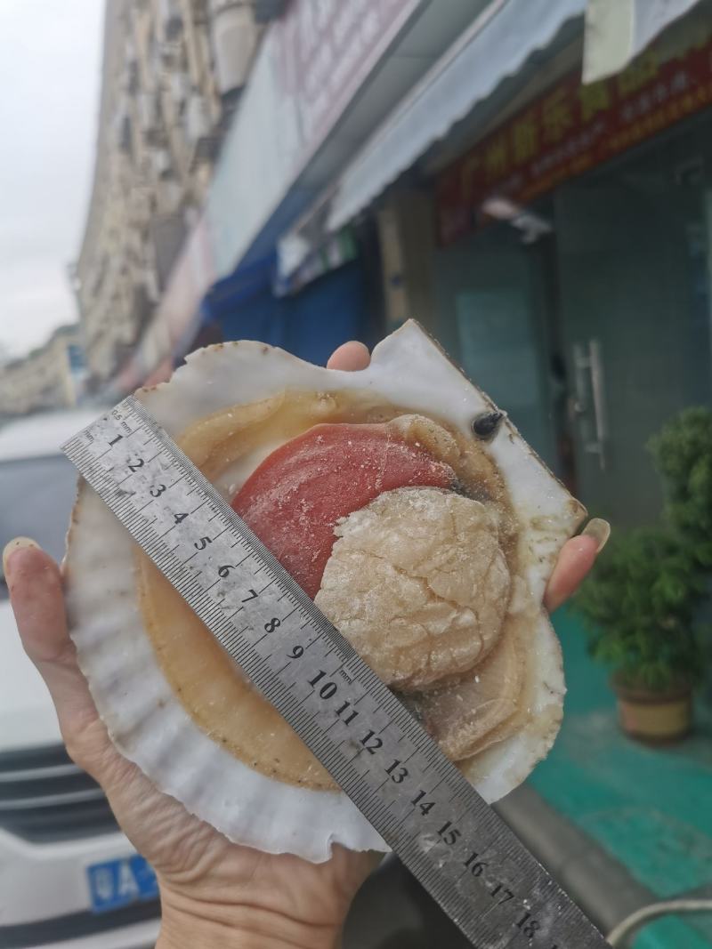 原浆虾夷贝