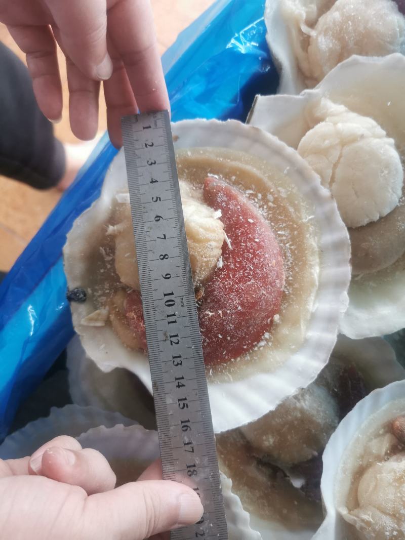 原浆虾夷贝