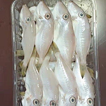 带头新鲜马面鱼