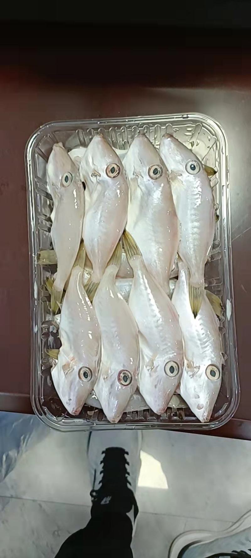 带头新鲜马面鱼