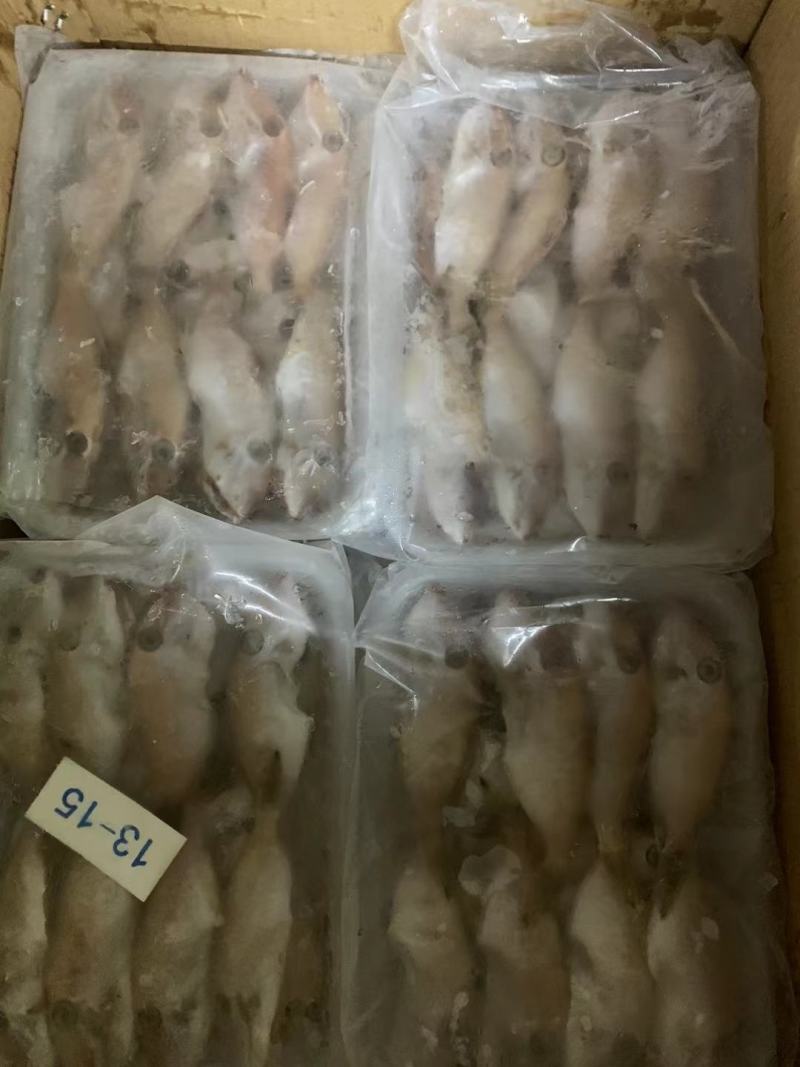 带头新鲜马面鱼