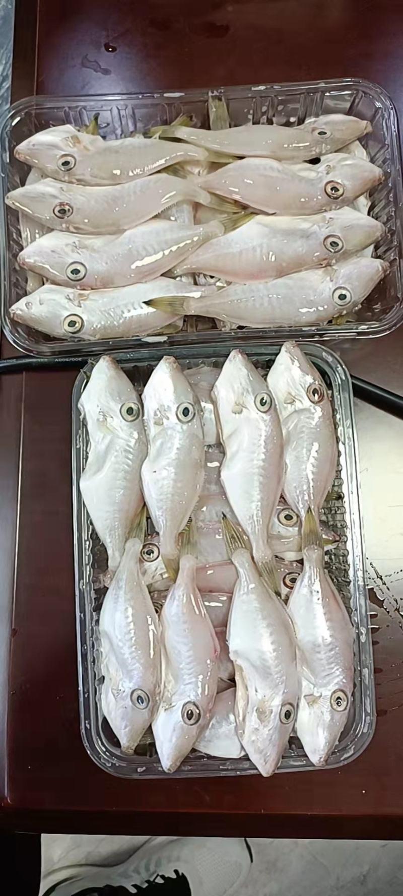 带头新鲜马面鱼
