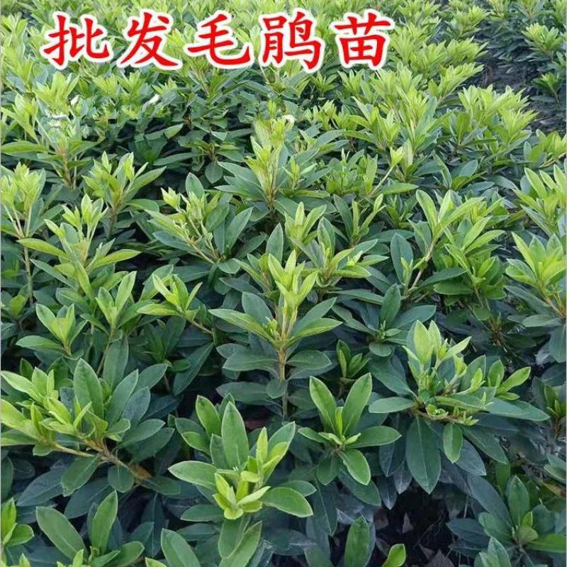 毛杜鹃四季常青庭院绿化苗木映山红毛鹃苗夏鹃耐寒好养毛娟苗