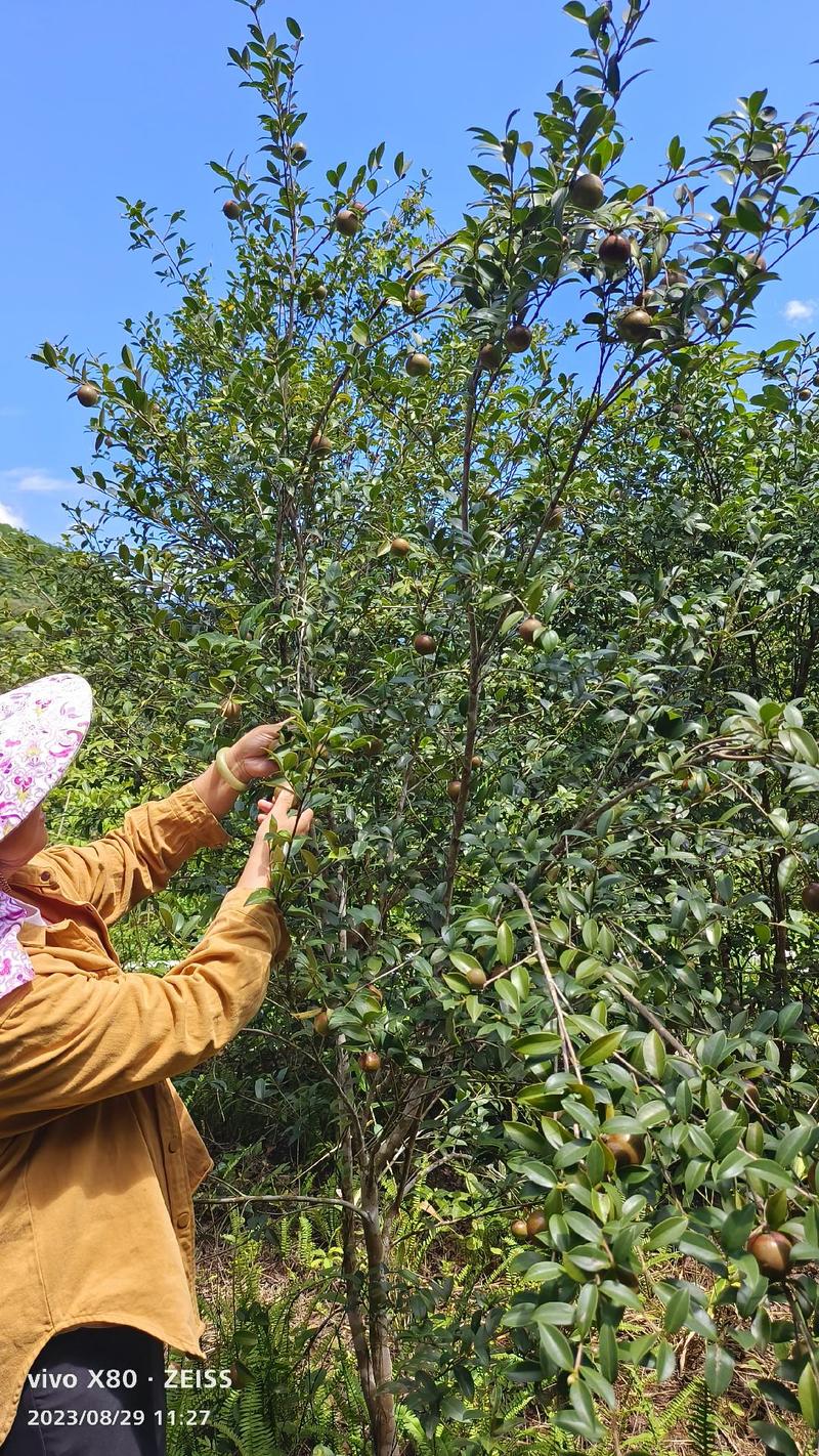 《农家自榨》山茶油常年有货品质保障量大价格可谈