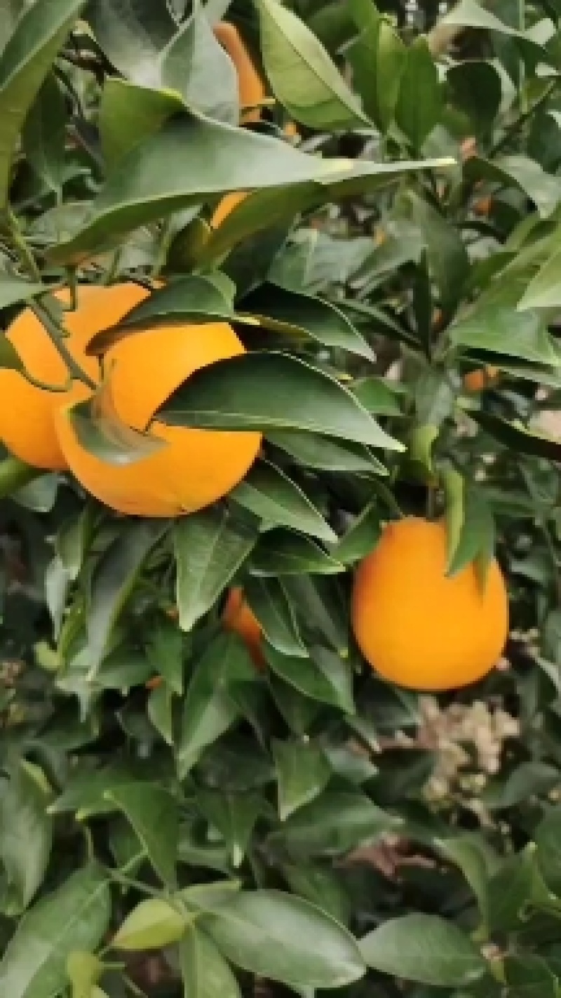 【九月红果冻橙】基地新鲜采摘叶果果面干净皮薄化渣水分充足
