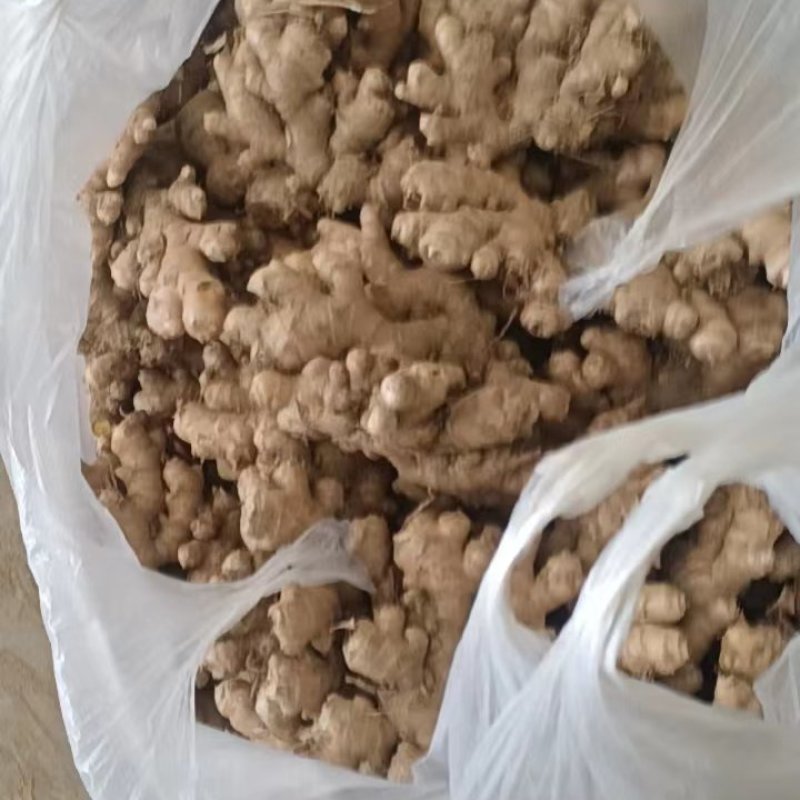 小黄姜大量供应质美价优欢迎咨询