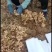 小黄姜大量供应质美价优欢迎咨询