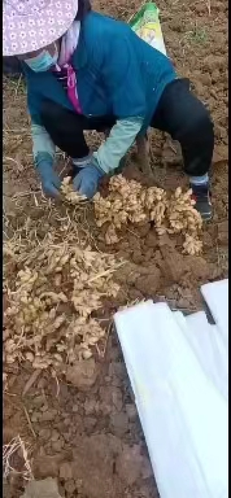 小黄姜大量供应质美价优欢迎咨询