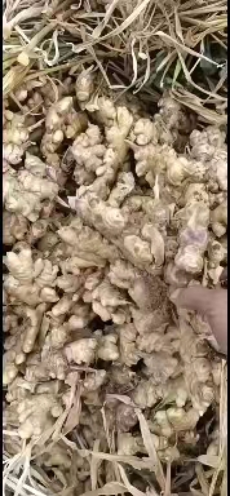 小黄姜大量供应质美价优欢迎咨询