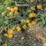 赣南脐橙之乡信丰脐橙诚信代办，，，，，，，
