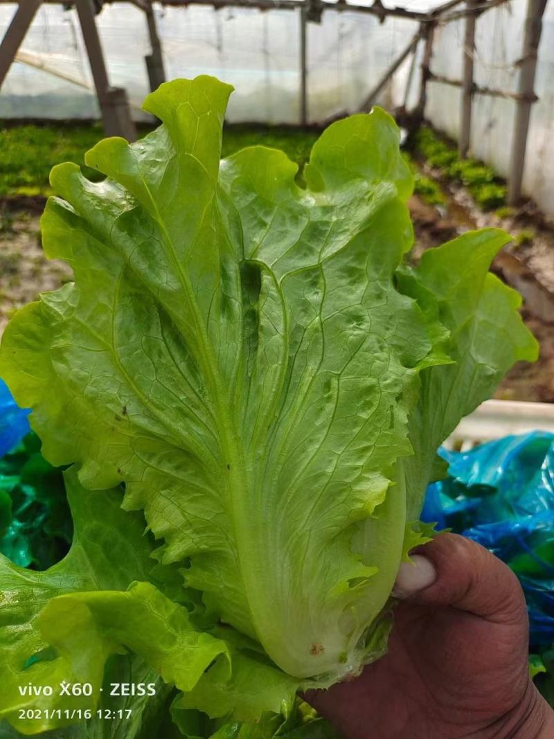 《意大利生菜》滑县生菜大量有货代发全国市场规格齐全欢迎联系