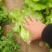 河南生菜-散叶生菜产地直发规格齐全诚信经营实力代办代发