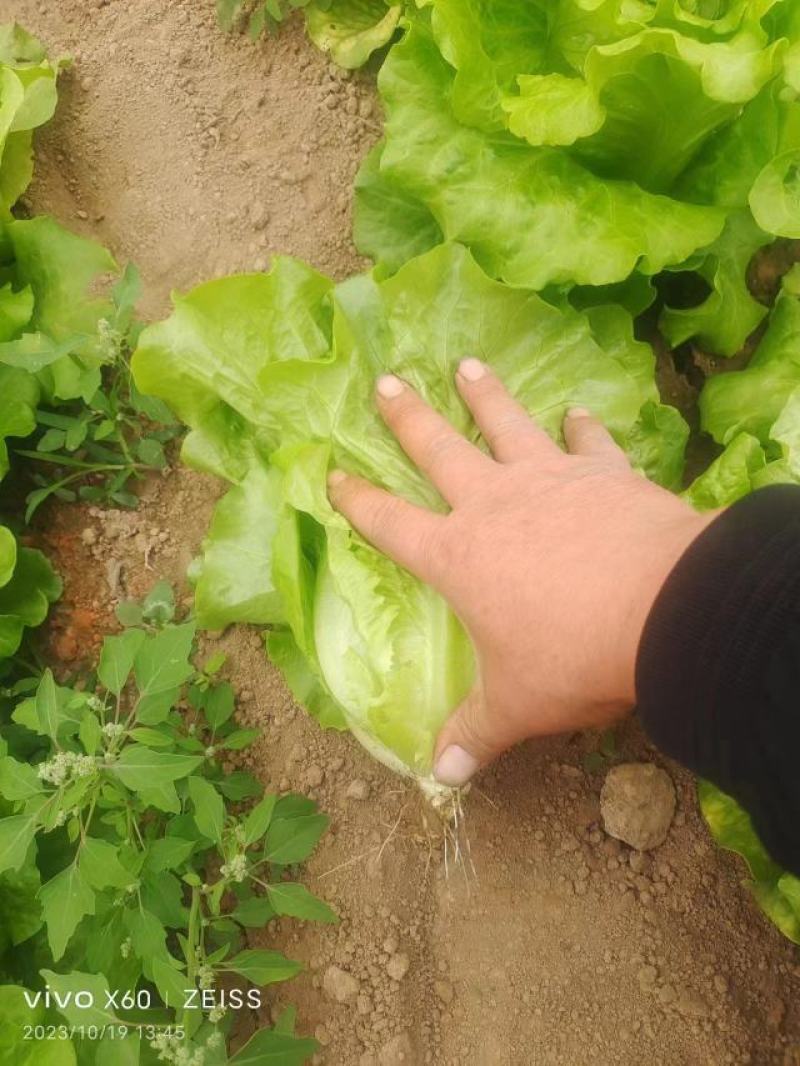 河南生菜-散叶生菜产地直发规格齐全诚信经营实力代办代发