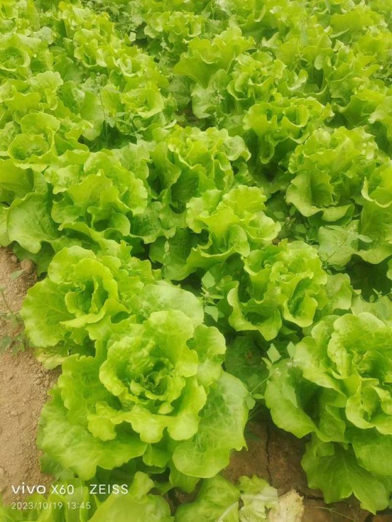 河南生菜-散叶生菜产地直发规格齐全诚信经营实力代办代发