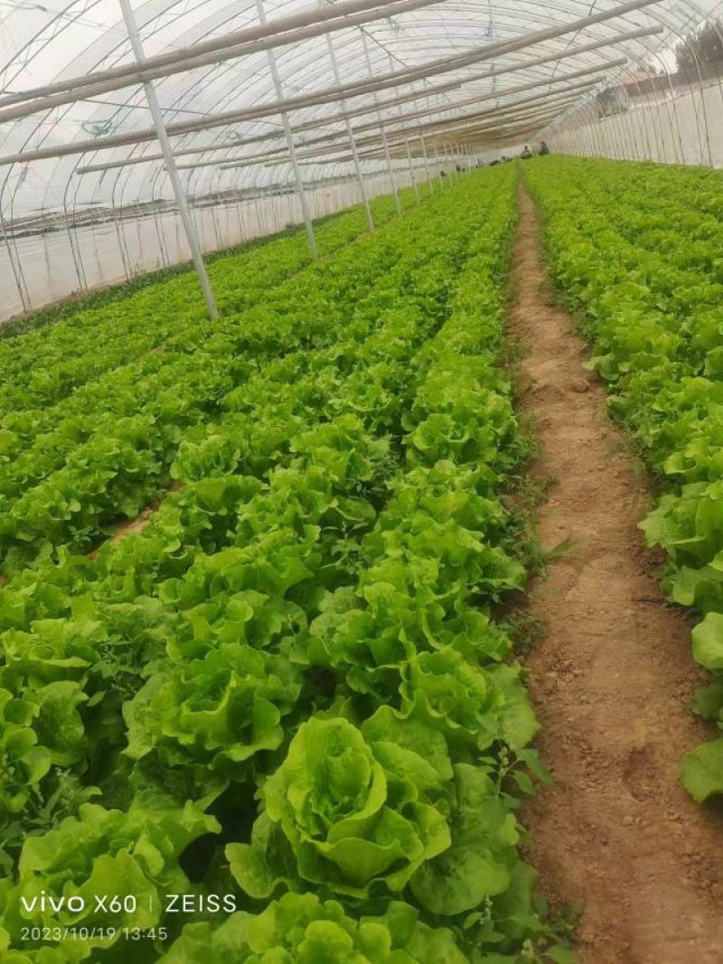 河南生菜-散叶生菜产地直发规格齐全诚信经营实力代办代发