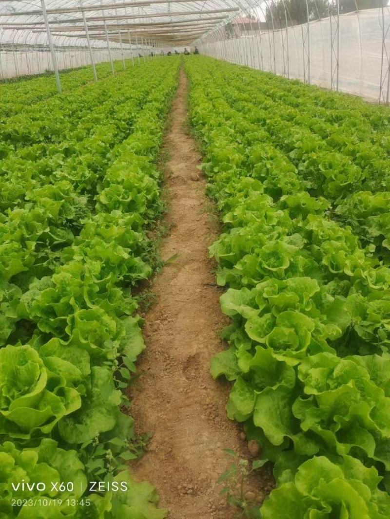 河南生菜-散叶生菜产地直发规格齐全诚信经营实力代办代发