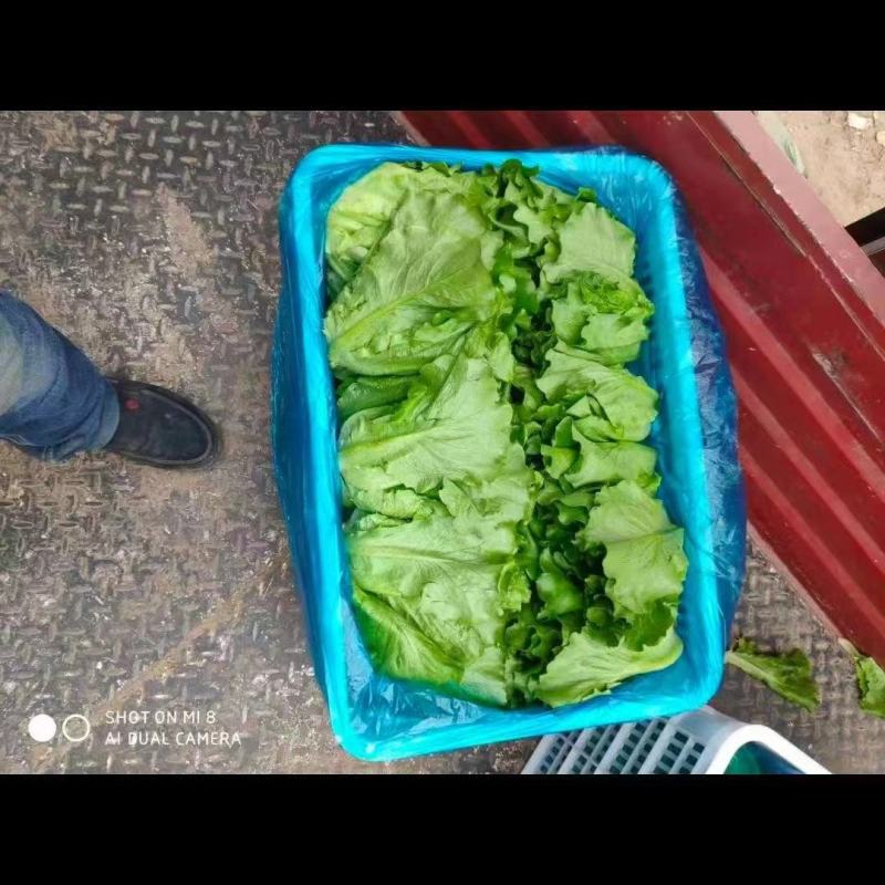 河南生菜-散叶生菜产地直发规格齐全诚信经营实力代办代发