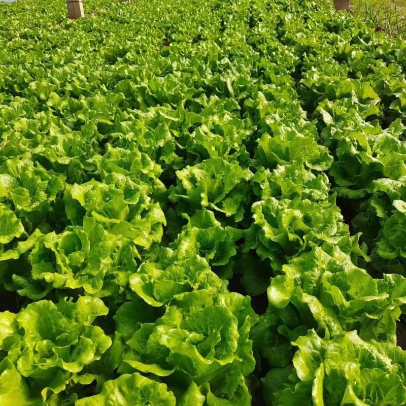 河南生菜-散叶生菜产地直发规格齐全诚信经营实力代办代发