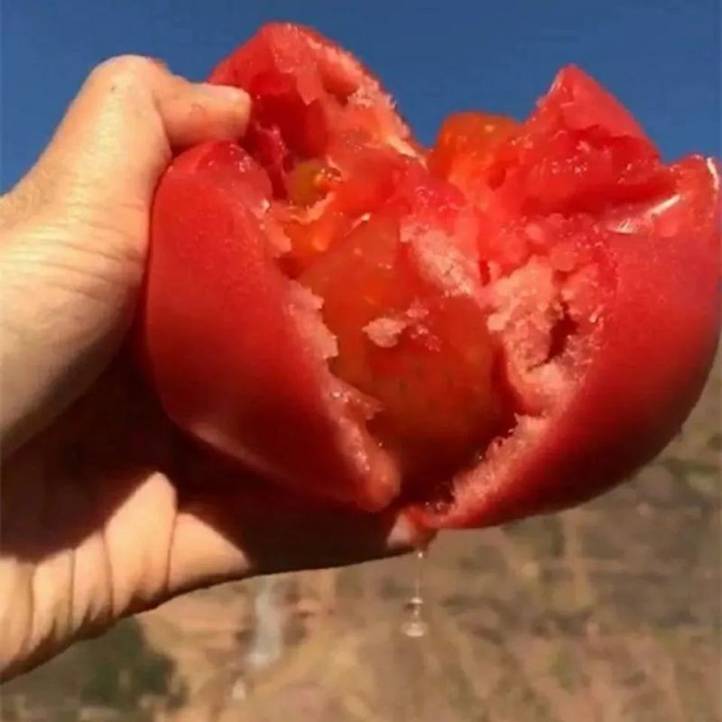 合作909大红番茄超大果型中早熟抗病果肉厚大红色春秋播