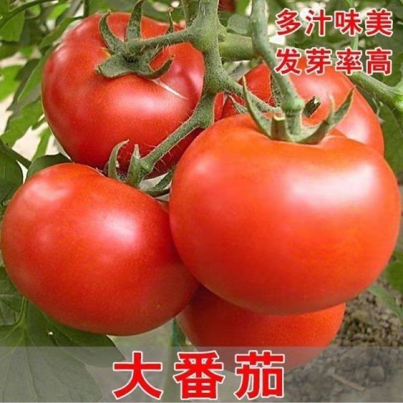 合作909大红番茄超大果型中早熟抗病果肉厚大红色春秋播