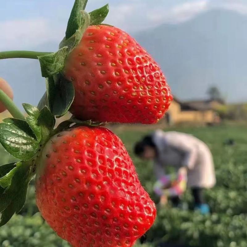 四季新鲜草莓包邮商用烘焙奶茶糖葫芦孕妇草莓现摘现发