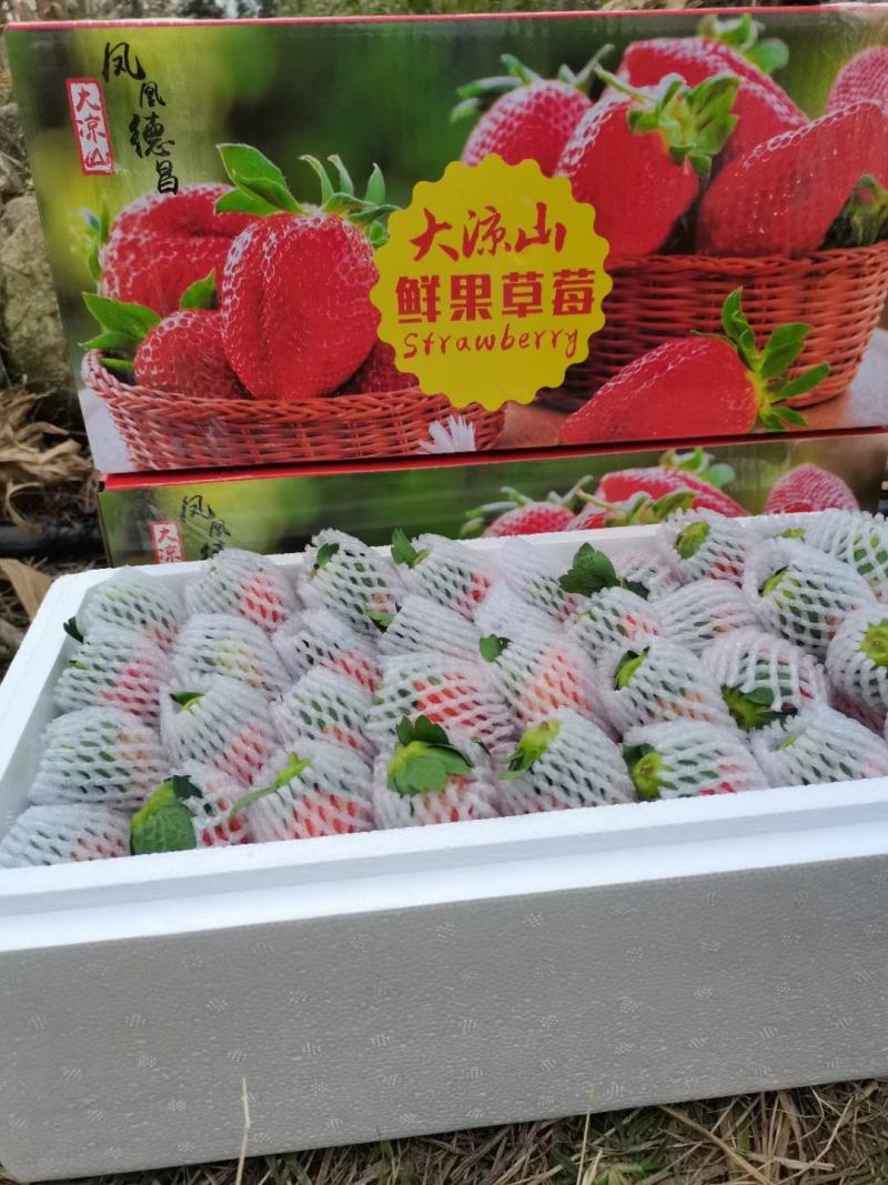 四季新鲜草莓包邮商用烘焙奶茶糖葫芦孕妇草莓现摘现发