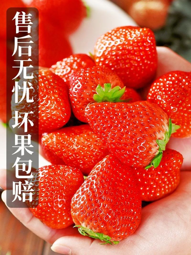 四季新鲜草莓包邮商用烘焙奶茶糖葫芦孕妇草莓现摘现发