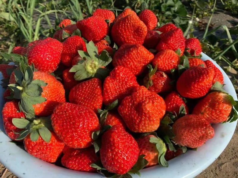 四季新鲜草莓包邮商用烘焙奶茶糖葫芦孕妇草莓现摘现发