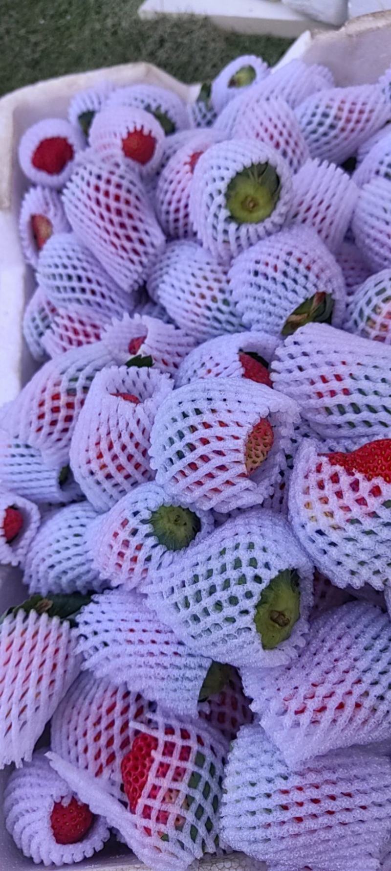 四季新鲜草莓包邮商用烘焙奶茶糖葫芦孕妇草莓现摘现发