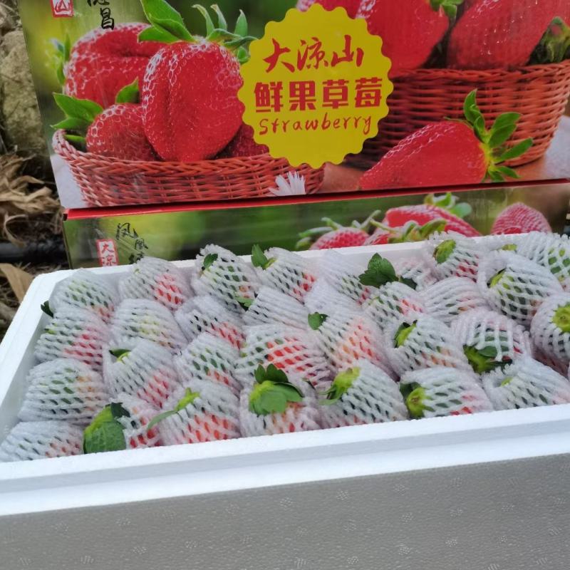 四季新鲜草莓包邮商用烘焙奶茶糖葫芦孕妇草莓现摘现发