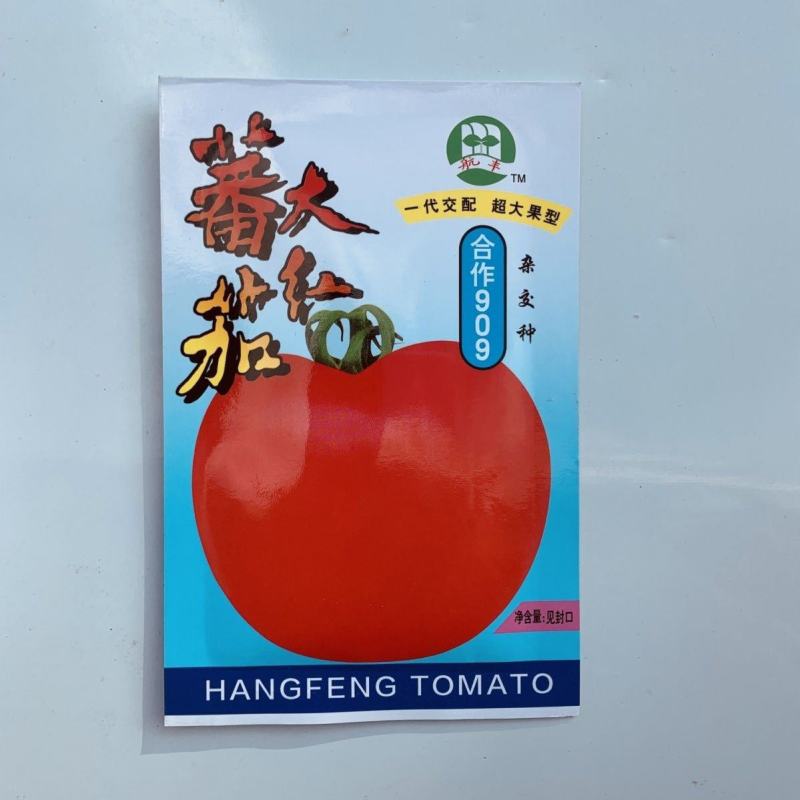 合作909大红番茄超大果型中早熟抗病果肉厚大红色春秋播