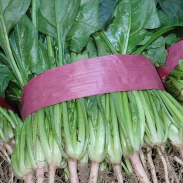 菠菜精品大叶菠菜，产地直发，价格便宜，可视频看货