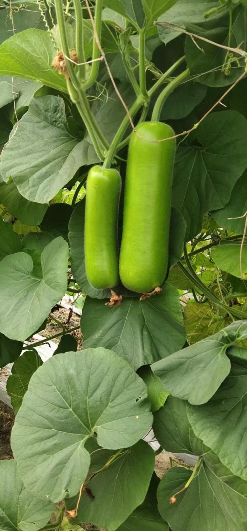 瓠瓜种子绿王早熟短棒颜色翠绿瓜条顺直耐寒耐热品质好