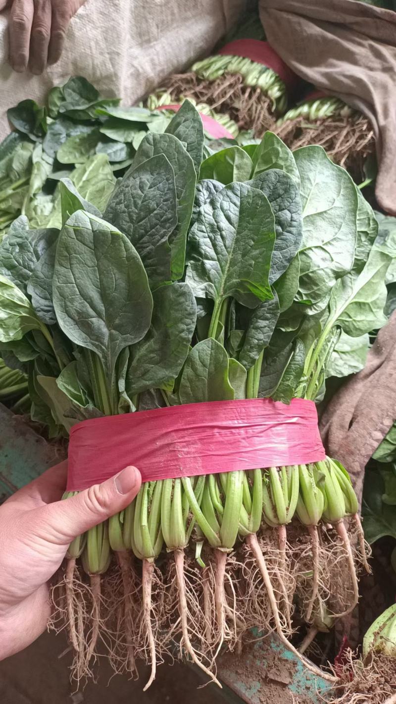 菠菜精品大叶菠菜，产地直发，价格便宜，可视频看货