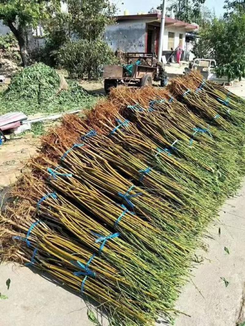大量供应桃树苗，突围中桃九，黄金蜜看地起苗包成活包结果。